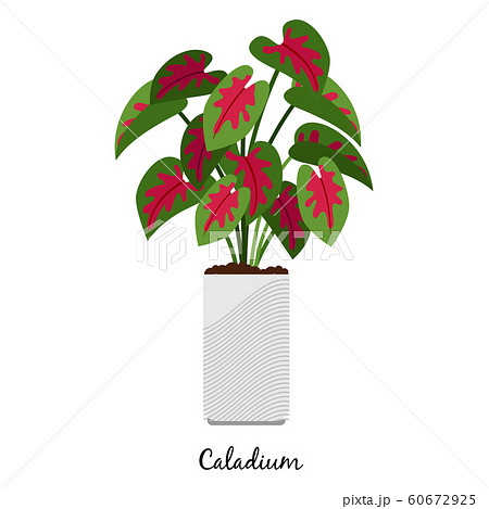 Caladium plant in pot icon 60672925