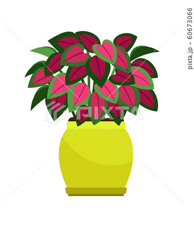 Coleus house plant in flower pot Coleus house plant in flower pot 60673066