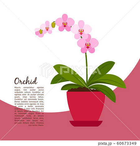 Orchid indoor plant in pot banner 60673349