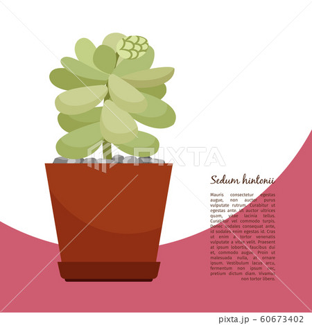Sedum hintonii plant in pot banner 60673402