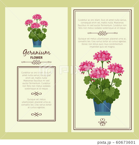 Geranium flower in pot banners 60673601