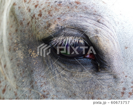 horse eye close up 60673757