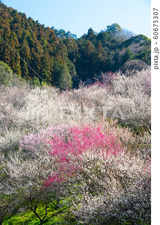 満開の梅の花 高尾梅郷梅まつり 木下沢梅林 (東京都八王子市) 2019年3月 満開の梅の花 高尾梅郷梅まつり 木下沢梅林 (東京都八王子市) 2019年3月 60675307