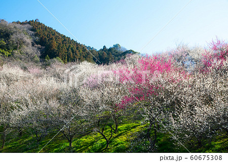 高尾梅郷梅まつり 木下沢梅林と熊笹山 （東京都八王子市） 2019年3月 60675308