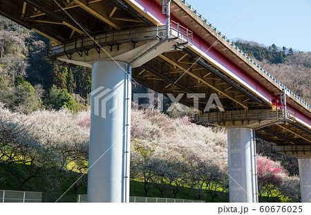 高尾梅郷 木下沢梅林 （東京都八王子市） 2019年3月 60676025