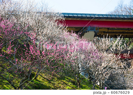 高尾梅郷 木下沢梅林 （東京都八王子市） 2019年3月 60676029