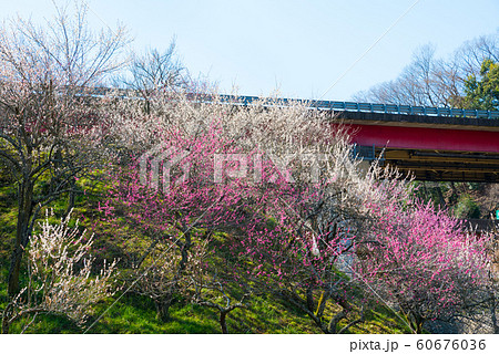 高尾梅郷 木下沢梅林 (東京都八王子市) 2019年3月 高尾梅郷 木下沢梅林 (東京都八王子市) 2019年3月 60676036
