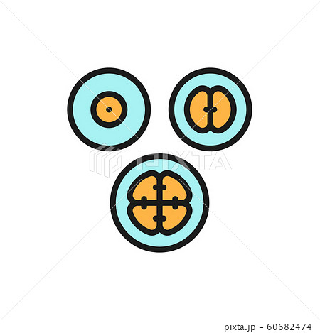 Cell division stages, embryos, embryogenesis flat color line icon. Cell division stages, embryos, embryogenesis flat color line icon. 60682474
