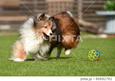 シェルティ 60682762