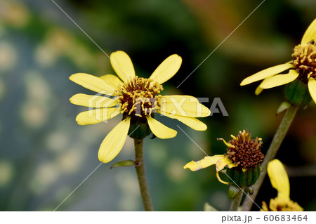 三鷹中原に咲く黄色いツワブキの花 三鷹中原に咲く黄色いツワブキの花 60683464