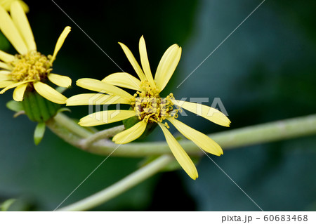 三鷹中原に咲く黄色いツワブキの花 三鷹中原に咲く黄色いツワブキの花 60683468
