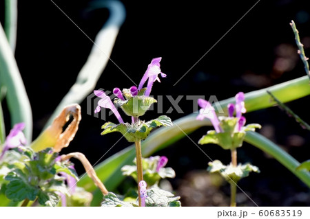 三鷹中原に咲く淡い紫色のホトケノザ 60683519