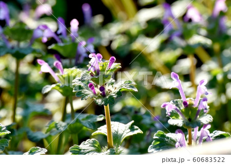 三鷹中原に咲く淡い紫色のホトケノザ 60683522