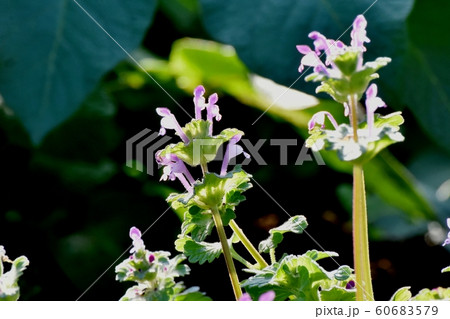 三鷹中原に咲く淡い紫色のホトケノザ 60683579