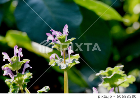 三鷹中原に咲く淡い紫色のホトケノザ 三鷹中原に咲く淡い紫色のホトケノザ 60683580