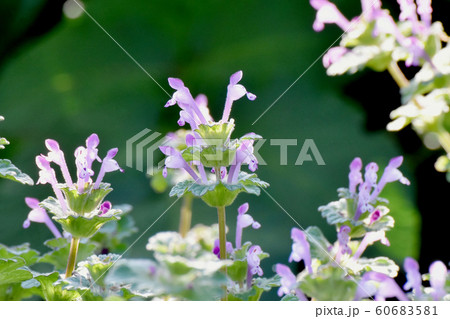 三鷹中原に咲く淡い紫色のホトケノザ 60683581