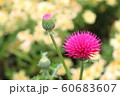 緑 緑色 芽 60683607
