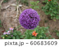 春 葉 花びら 60683609