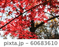 赤い 木の枝 最後 60683610