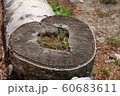 木材 土 土壌 60683611