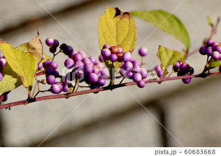 三鷹中原になるコムラサキの実 60683668