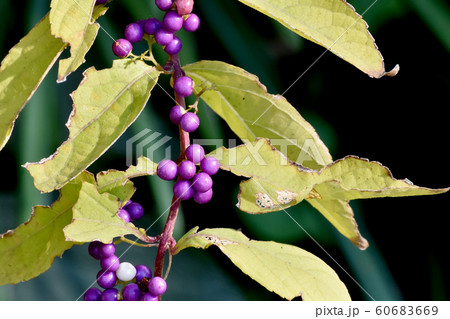 三鷹中原になるコムラサキの実 60683669