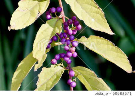 三鷹中原になるコムラサキの実 60683671