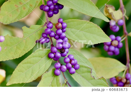 三鷹中原になるコムラサキの実 60683673