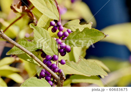三鷹中原になるコムラサキの実 60683675