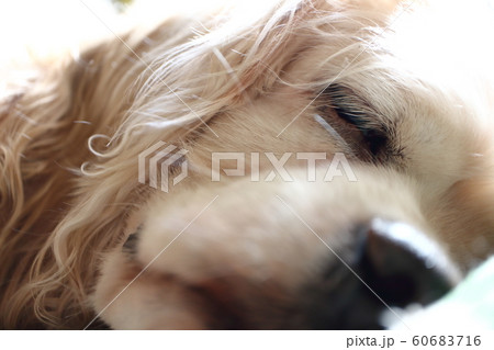 犬の寝顔 アメリカンコッカースパニエルの写真素材