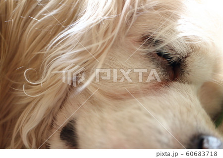 犬の寝顔 アメリカンコッカースパニエル 犬の寝顔 アメリカンコッカースパニエル 60683718