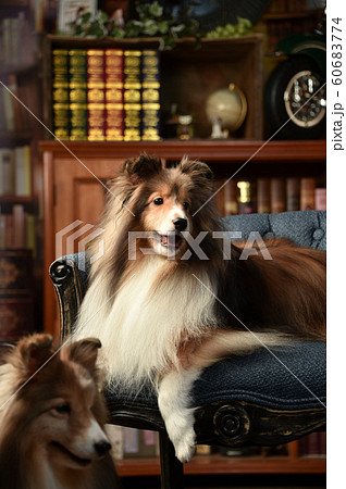 シェルティ シェルティ 60683774