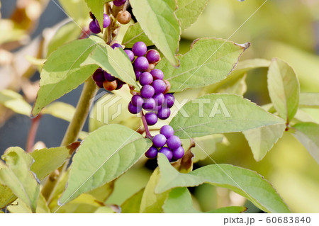 三鷹中原になるコムラサキの実 60683840