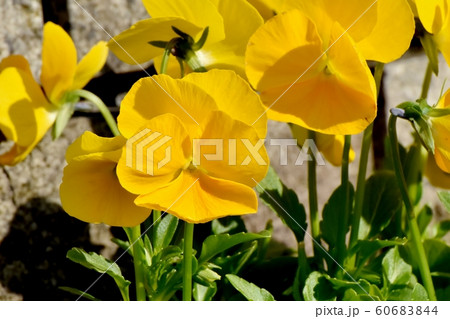 三鷹中原に咲く黄色いパンジーの花 60683844