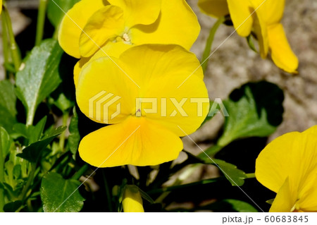 三鷹中原に咲く黄色いパンジーの花 60683845