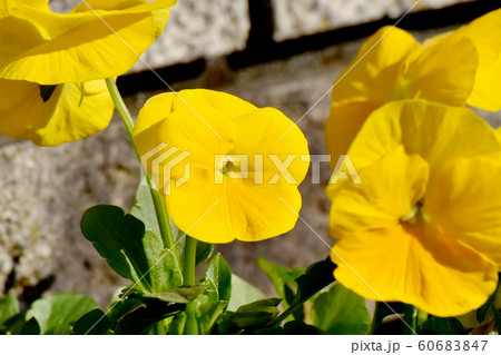 三鷹中原に咲く黄色いパンジーの花 60683847