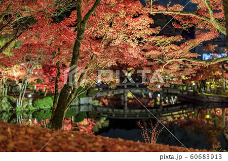 永観堂の紅葉ライトアップ 60683913