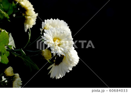 三鷹中原に咲く白いキクの花 60684033