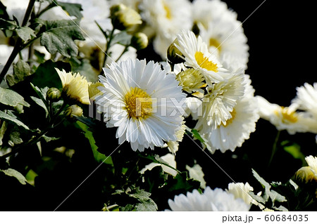 三鷹中原に咲く白いキクの花 三鷹中原に咲く白いキクの花 60684035