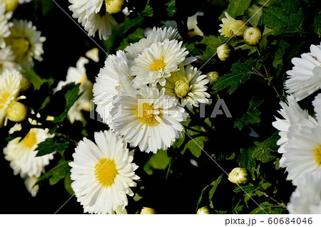 三鷹中原に咲く白いキクの花 三鷹中原に咲く白いキクの花 60684046