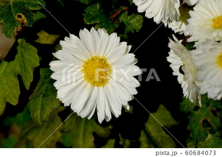 三鷹中原に咲く白いキクの花 三鷹中原に咲く白いキクの花 60684073