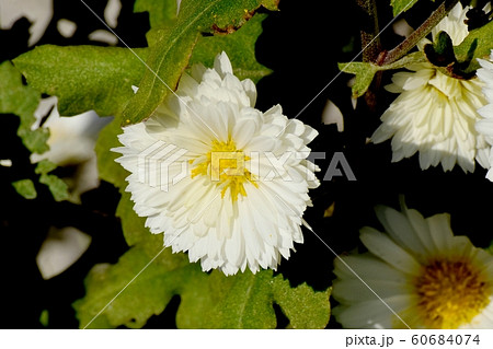 三鷹中原に咲く白いキクの花 三鷹中原に咲く白いキクの花 60684074