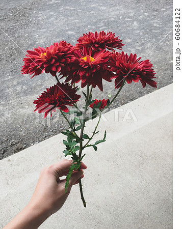 赤い菊の花の写真素材