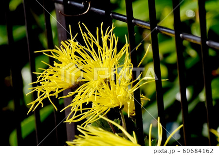三鷹中原に咲く黄色いサガギク 三鷹中原に咲く黄色いサガギク 60684162