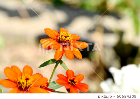 三鷹中原に咲くオレンジ色のヒャクニチソウの花 60684209