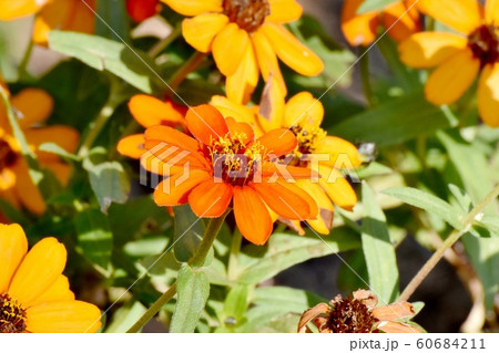 三鷹中原に咲くオレンジ色のヒャクニチソウの花 60684211