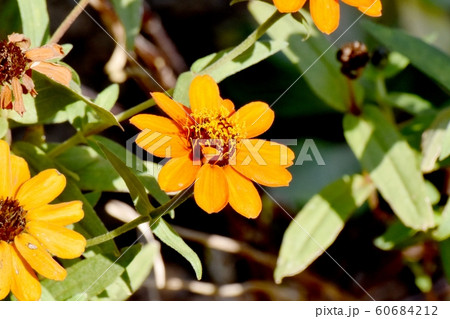 三鷹中原に咲くオレンジ色のヒャクニチソウの花 60684212