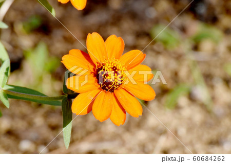 三鷹中原に咲くオレンジ色のヒャクニチソウの花 60684262