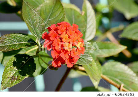 三鷹中原に咲くランタナ(シチヘンゲ)の花 60684263
