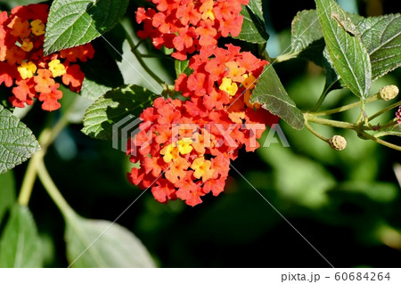 三鷹中原に咲くランタナ(シチヘンゲ)の花 三鷹中原に咲くランタナ(シチヘンゲ)の花 60684264